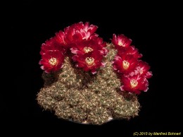 Sulcorebutia tiraquensis v. oenantha HS21a 2111